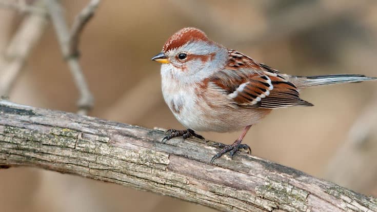 How Almost Hitting a Little Bird Actually Made My Day Better